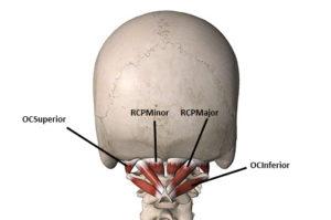 5 Common Causes of Neck Pain at Base of Skull: Know the Truth