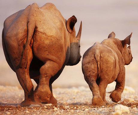 Safari destinations currently open to tourists