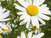 Chamomile Medicinal Benefits