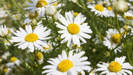 Chamomile – Medicinal Benefits