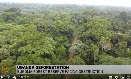 Do you support the campaign to save Bugoma Forest?