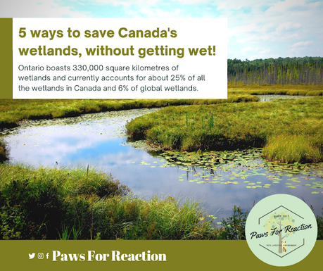 Help from home: 5 ways you can help save Canada's wetlands, without getting wet