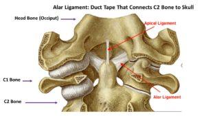 Alar Ligament Illustration Larger