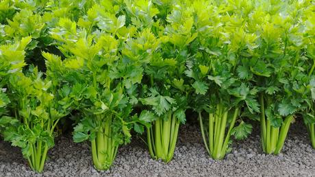 Celery – Medicinal Benefits