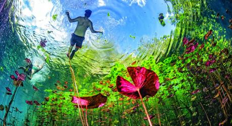 Virtual Travel Videos: Underwater gardens and water plants in Mexico cenotes cave diving