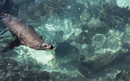 Sea lion swimming in the crystal clear green waters near the coast of the island of San Cristobal, Galapagos Islands, Ecuador, South America
