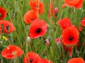 Remembrance Lest Forget!