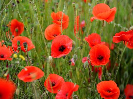 Remembrance Day – Lest We Forget!