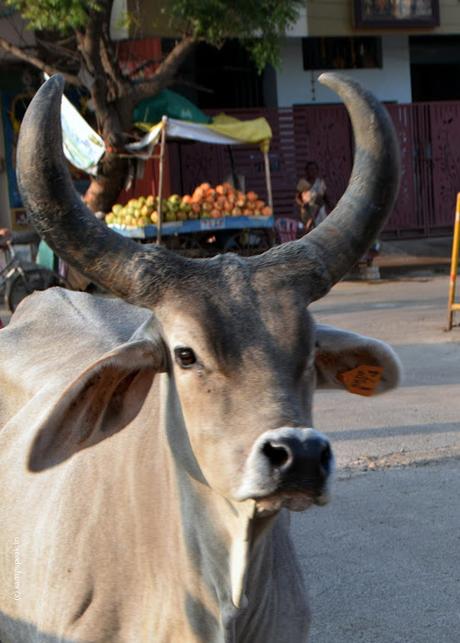 bowled over by the belle from Kankrej !