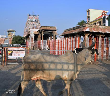 bowled over by the belle from Kankrej !