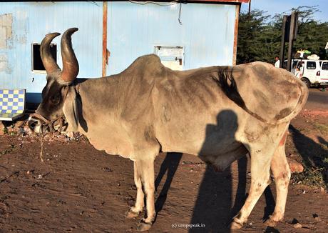 bowled over by the belle from Kankrej !