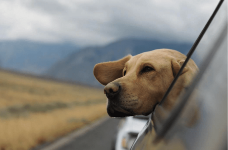 What You Need to Travel with Your Pet This Fall