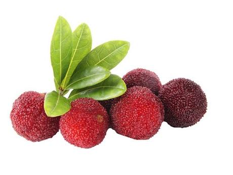 Bayberry – Medicinal Benefits