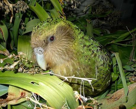Kākāpō, the world's fattest parrot, named New Zealand's bird of the year