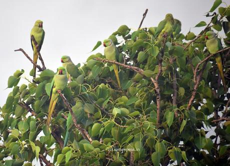Kākāpō, the world's fattest parrot, named New Zealand's bird of the year