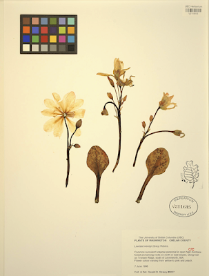 Tweedy's Pussypaws' Tortuous Taxonomic Journey