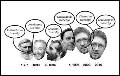 Tweedy's Pussypaws' Tortuous Taxonomic Journey