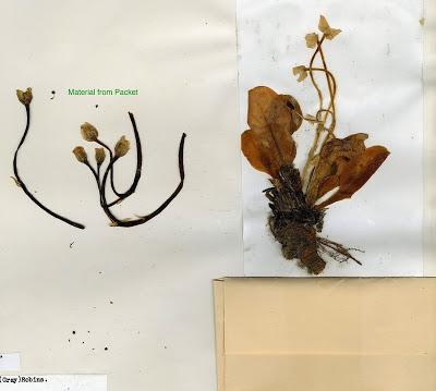 Tweedy's Pussypaws' Tortuous Taxonomic Journey