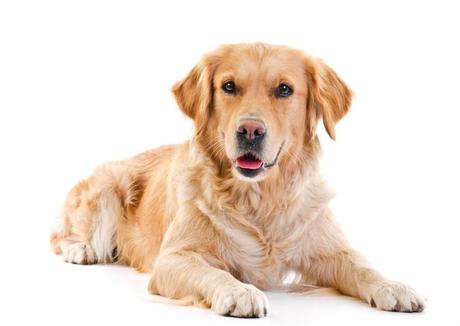 The 10 Most Adorable and Gentle Dog Breeds