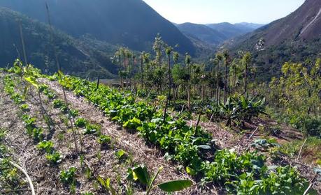 Agroecology farming in Africa: Climate change and sustainable food production