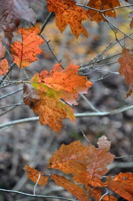 From the Archives---November Past