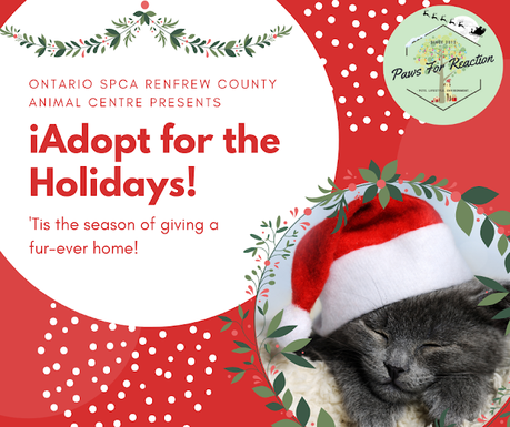 iAdopt For the Holidays: 'Tis the season to find a forever home