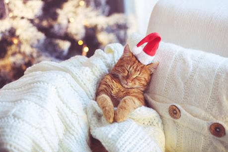 Holiday pet adoption campaign: The season of giving a fur-ever home