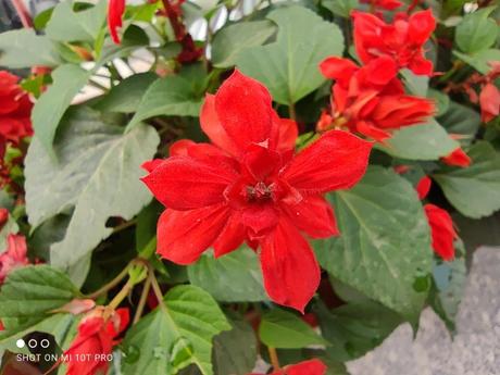 OnePlus 8T vs Xiaomi Mi 10T Pro: Similar performance, different approach