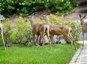 Deer Roses? (And Keep Them Away)
