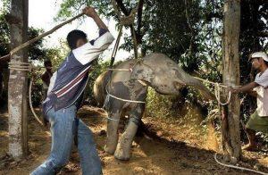 COVID-19 Is Killing Elephants in Southeast Asia