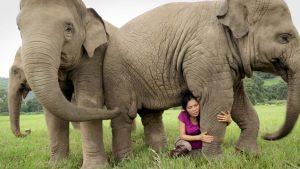COVID-19 Is Killing Elephants in Southeast Asia