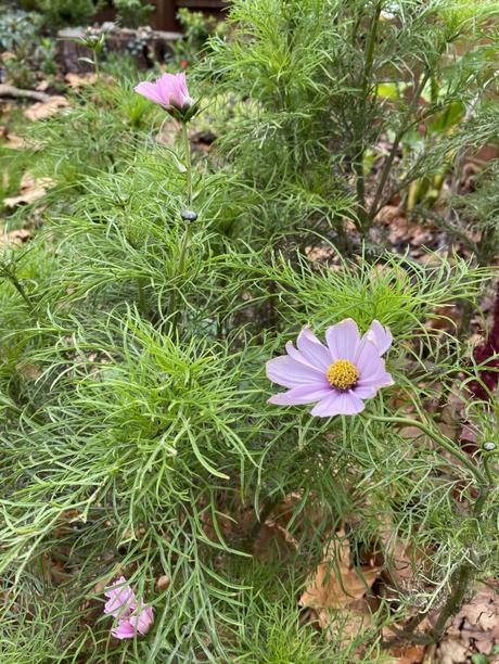 Six on Saturday 21/11/2020