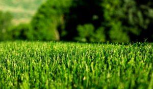 lush green lawn