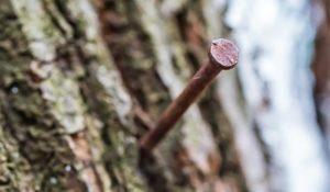 copper nail in a tree