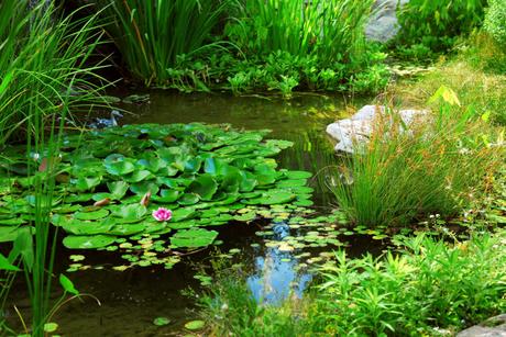 How To Build A Pond In Your Backyard