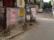 Novavax Vaccine Trials Successful Monkeys