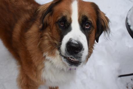 Helping holiday paws: Support local businesses and animals in need during the COVID-19 pandemic Saint Bernese dog