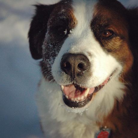 Helping holiday paws: Support local businesses and animals in need during the COVID-19 pandemic Saint Bernese