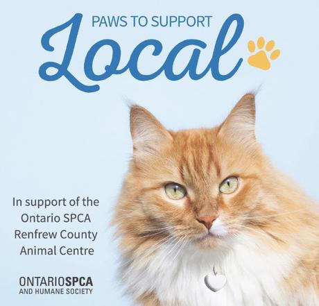 Paws to Support Local: How you can give back to local businesses and animals in need at the same time