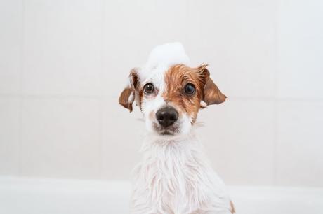 6 Tips For Keeping Your Dog Clean