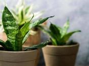 Amazing Plants That Need Drainage Holes