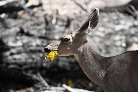 deer-eating-flower