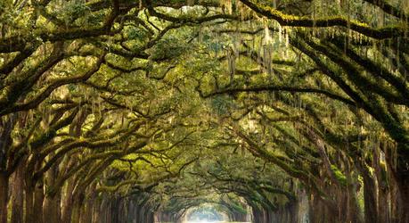Ancient live oaks in Savannah, GA