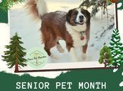 Insurance Important Senior Pets