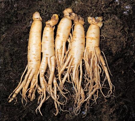 The Korea Ginseng Association the increasing status of Korean ginseng in the world