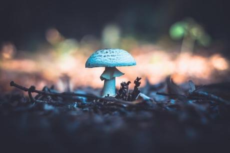 A Brief History Of Magic Mushrooms You Must Know