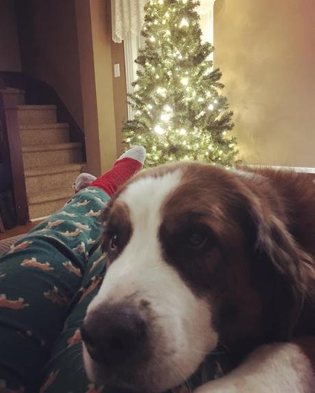 Pet loss & support: Grief & the first Christmas after losing a pet