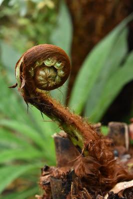 Irritating Plant of the Month - the tree fern