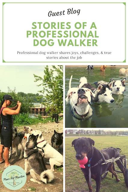 What it's really like to be a professional dog walker