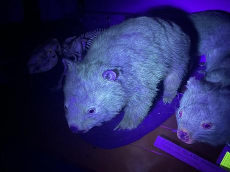Scientists accidentally discover Australian marsupials glow in the dark